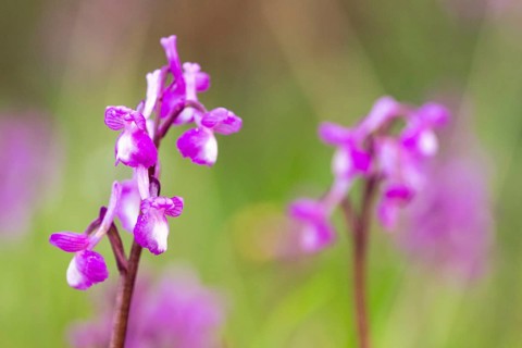 Delicate orchids in full bloom capture the essence of spring. A vibrant display of nature beauty