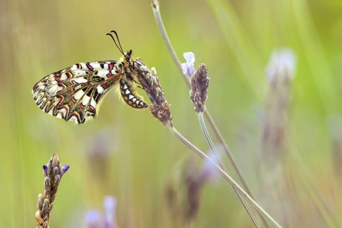 A close up shot of a butterfly perched on delicate orchid flowers. The colorful patterns on its