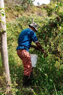 A farmer collects ripe blackberries in a lush Colombian field He wears casual work attire and holds