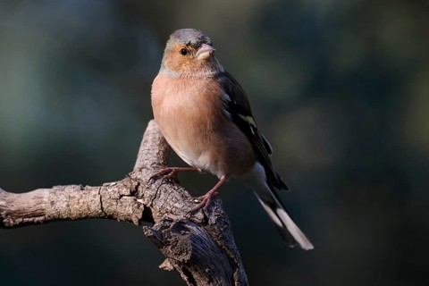 Small Common Chaffinch, Fringilla coelebs, with a reddish-brown plumage sits on a tree branch,