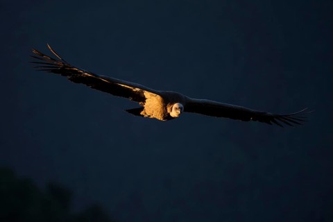 A majestic griffon vulture soaring with its expansive wings spread wide, highlighted by the soft