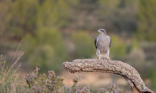 A majestic Northern Goshawk female perched on a weathered curved branch, set against a blurred