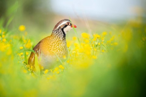 A red-legged partridge stands elegantly amidst vibrant yellow wildflowers in a lush green meadow,