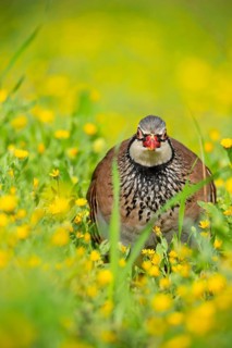 A red-legged partridge is observed in a lush meadow Its intricate plumage is highlighted against a