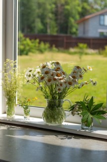 A serene arrangement of daisies and wildflowers in clear glass vases on a sunny windowsill The open