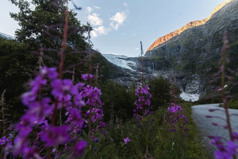 Purple wildflowers in the foreground frame a breathtaking view of a glacier in Norway's mountains