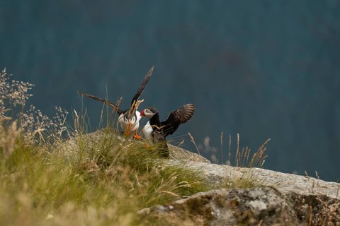 Two puffins, Fratercula arctica, perch on a rocky cliff in Norway, surrounded by lush grass and