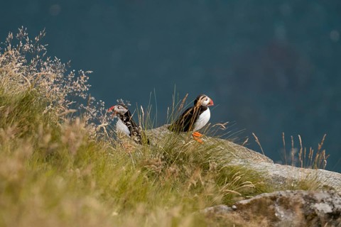 Two Atlantic puffins, Fratercula arctica, perched on a grassy, rocky cliff in Norway The image
