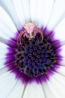 A pink crab spider rests at the center of an African daisy, Osteospermum, blending perfectly with