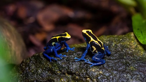 Two dyeing poison dart frogs (Dendrobates tinctorius) displaying vibrant blue and yellow colors,