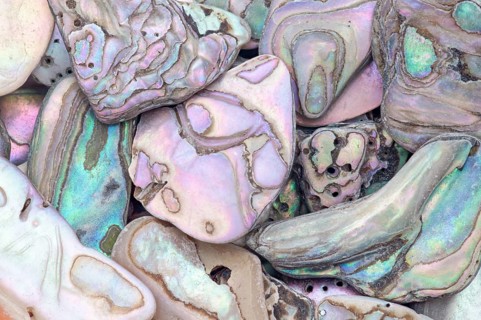 A detailed macro shot of abalone shell fragments in various shapes and sizes, showcasing their