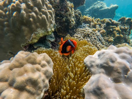 A vibrant clownfish navigates through the bustling underwater world of coral reefs, caught in a