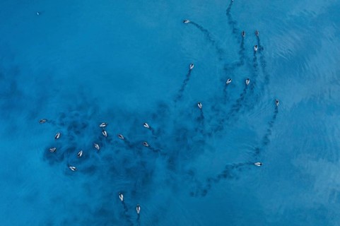 Aerial photo of Mallard ducks swimming in unison across the serene waters of Toledo Lagoons, Spain,