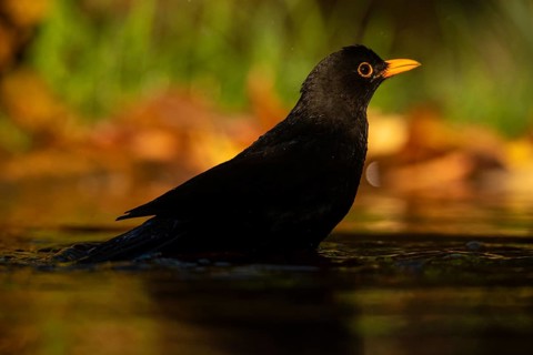 A common blackbird, also known as Turdus merula, is captured drinking water from a serene pond. The