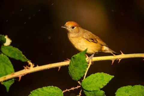 A female olive-crowned greenlet sits delicately on a thorny branch, surrounded by lush green leaves