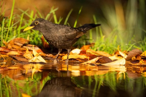 A solitary blackbird, Turdus merula, stands amidst fallen autumn leaves, reflecting quietly in the