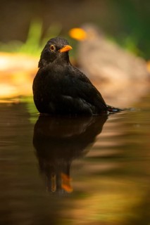 A stunning capture of a common blackbird (Turdus merula) with vivid orange beak details, reflected