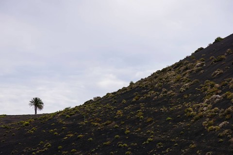 Volcanic hill with scattered vegetation and a lone palm tree at the top. The landscape conveys