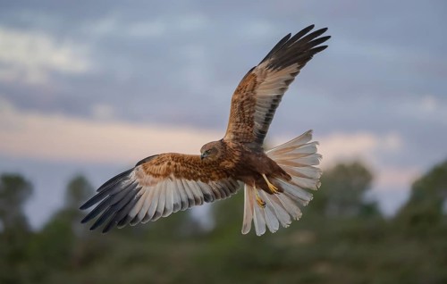A stunning photograph captures a majestic hawk in full flight against a backdrop of dramatic dusk