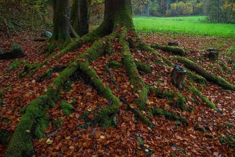 Close-up of mossy tree roots intertwined with vibrant autumn leaves in Ramsau, a serene Bavarian