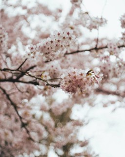 Close-up image of delicate pink cherry blossoms in bloom, set against a blurred floral background,