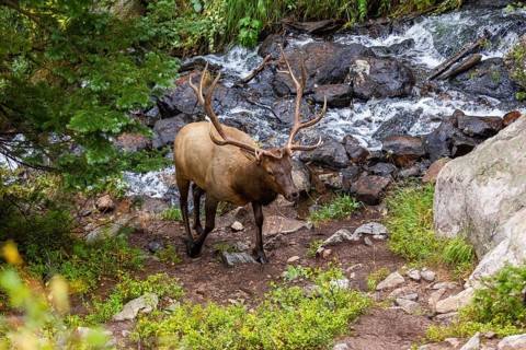 An elk in its natural habitat by a vibrant mountain stream surrounded by rocky terrain and lush