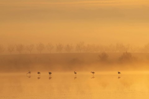 Greater flamingos stand serenely in the misty Toledo Lagoons at sunrise. Soft light filters through