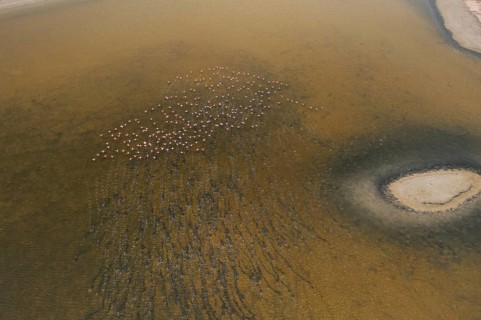 Aerial view of the Toledo Lagoons in Spain, showcasing flocks of Greater Flamingos. The birds
