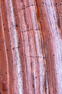This image features a detailed close-up view of a red rock surface, showcasing its multi-tonal