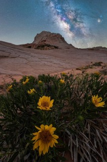 Nighttime capture of the Milky Way over vibrant Desert Sunflowers (Geraea canescens) in Coyote