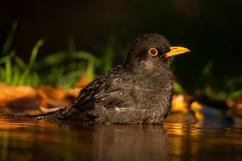 A Common blackbird (Turdus merula) is captured bathing in the tranquil waters of a forest pond