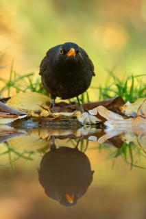 A blackbird, the European Blackbird (Turdus merula), standing in shallow water surrounded by fallen