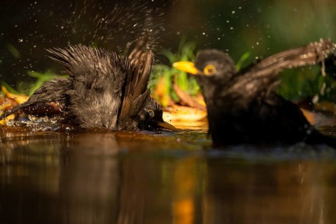 Two common blackbirds, Turdus merula, splashing water around as they bathe in a small garden pond,