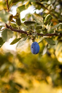 A close-up captures a ripe plum hanging from lush green tree branches, set against a soft focus