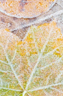 A close-up of colorful maple and cottonwood leaves blanketed with delicate early morning frost,