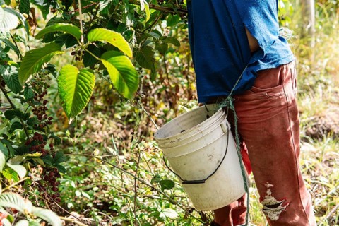 A farmer in Colombian countryside picks ripe blackberries, placing them into a white plastic bucket