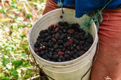 A farmer harvests juicy blackberries in a lush Colombian field, filling a white bucket with fresh