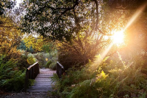 A serene wooden bridge basked in the golden glow of sunset at the Cabaneros National Park, located