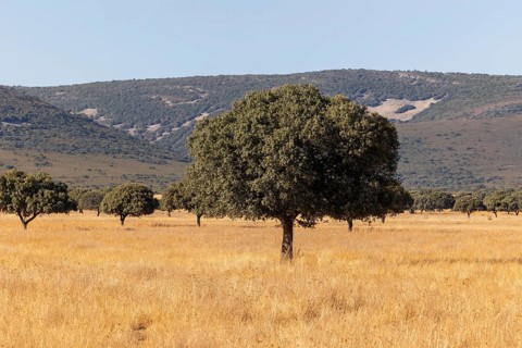 Majestic oak trees scattered across the golden grasslands of Cabaneros National Park at the