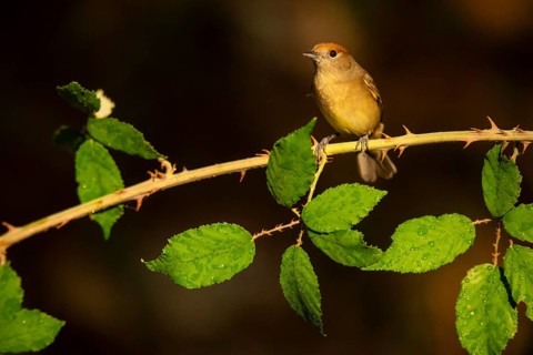 A female olive-crowned greenlet sits delicately on a thorny branch, surrounded by lush green leaves