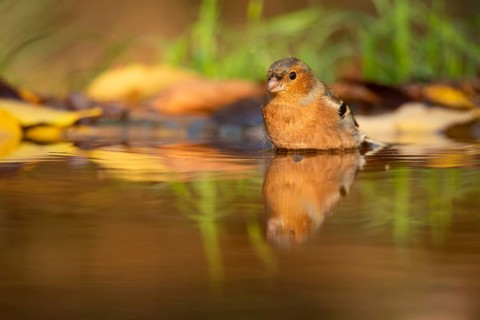 A serene Chaffinch, a common European bird species, reflects in the calm waters of a forest creek