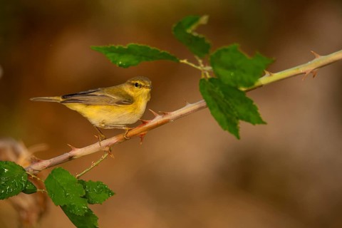 A delicate Willow Warbler strikes a poised pose on a thorny branch, complemented by soft leaves in
