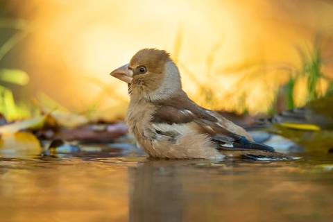 A Hawfinch bird stands partially submerged in water amidst fallen autumn leaves, bathed in soft,