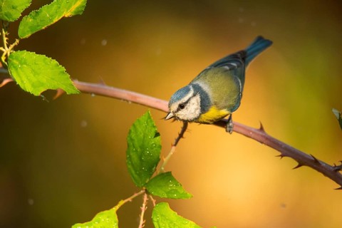A vibrant blue tit (Cyanistes caeruleus), characterized by its blue and yellow plumage, perches