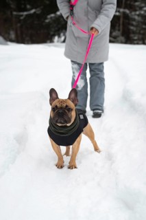 A person walks their dog on a snowy path, highlighting the joy of winter outdoor activities. The