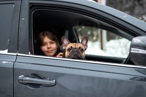 A girl and her French Bulldog enjoy a cozy winter drive. The dog looks out the car window, while