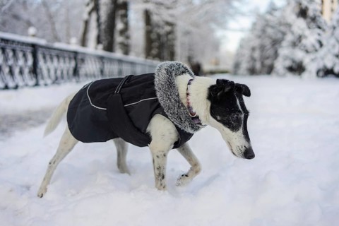 A dog wearing a cozy winter coat strolls along a snow-covered path. The snowy landscape and trees