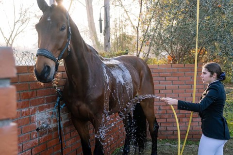 A person in a classical riding outfit washes a horse with a hose in a sunny yard, emphasizing care