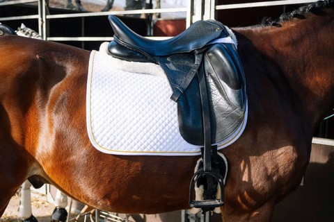 Close-up image of a luxurious black dressage saddle placed on a white quilted saddle pad, perfectly