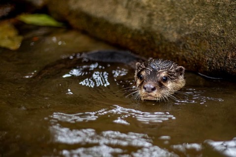 Captivating image of a wet nutria emerging from a waterway, with its face focused and alert, taken